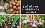 ડુંગળી અને લસણ પાકમાં સંકલિત રોગ વ્યવસ્થાપન