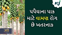 Papaya Farming: જો તમારા પણ પપૈયાના છોડ વામણો રહી ગયો છે તો ચોક્કસ થયું છે આ રોગ   