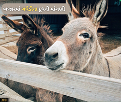 ફરી એક વાર શરૂ થઈ ગધેડીના દૂધની ચર્ચા, ખેડૂતો પાસે કમાણી બમણી કરવાની તક 