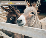 ફરી એક વાર શરૂ થઈ ગધેડીના દૂધની ચર્ચા, ખેડૂતો પાસે કમાણી બમણી કરવાની તક