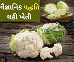 કોબીજ અને ફૂલકોબીની વૈજ્ઞાનિક ખેતી પદ્ધતિ, જાણો વાવેતરથી લઈને લણણી સુઘીની પ્રકિયા વિશે