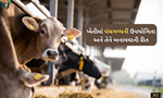 શું છે પંચગવ્ય? અને ખેતીમાં તેની ઉપયોગીતાથી ખેડૂતો કેવી રીતે મેળવી શકે છે ફાયદા