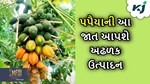 Papaya Farming: પપૈયાની આ જાત આપશે અઢળક ઉત્પાદન, બિચારણ માટે સત્તાવાર બેબસાઇટની લો મુલાકાત