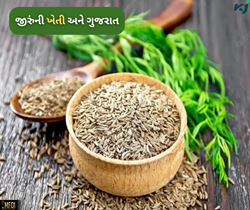 Cumin Farming: ગુજરાતના ખેડૂતોની આવક વધારવામાં મહત્વનું ફાળો ભજવે છે જીરુંની ખેતી 