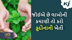 Menthol Farming: બદલાતા સમય સાથે તમે પણ કરો બદલાવ, ફુદીનાની ખેતી થકી મેળવો લાખો