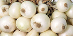 White onion જાણવા જેવું : શું સફેદ ડુંગળી તમારા ભોજનનો ભાગ છે.? જાણો તેના લાભો, અનેક સમસ્યાથી અપાવે છે છૂટકારો