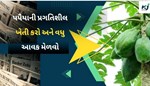 પપૈયાની આ પ્રગતિશીલ ખેતી કરો અને વધુ આવક મેળવો