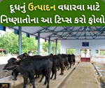Milk Production:  નિષ્ણાતો દ્વારા જણાવવામાં આવેલ આ 22 ટિપ્સ થકી વધશે દૂધનું ઉત્પાદન