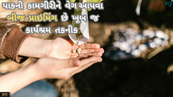 શું છે બીજ પ્રાઇમિંગ? વૈજ્ઞાનિક થકી જાણો તેના મહત્વના વિશેમા