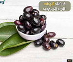 બમણી કમાણી જોઈએ છે તો ઉગાડો જાંબુનું વૃક્ષ, ઓછા ભાવે અહિંયાથી મેળવો બિયારણ