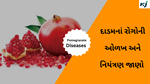 Pomegranate Diseases : દાડમનાં રોગોની ઓળખ અને નિયંત્રણ વિશે જાણો 
