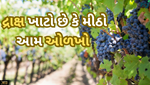 ખાટો અને મીઠો દ્રાક્ષમાં શું છે તફાવત, આ 6 બાબતો થખી ઓળખો