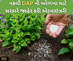 તમે પણ તો નથી ખરીદી રહ્યા ને નકલી ડીએપી, જો દેખાયે આ લક્ષણો તો સમજી જજો નકલી છે ખાતર
