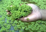 Azolla : પશુઓ માટે શ્રેષ્ઠ આહાર છે અઝોલા, પશુઓમાં વધારશે દૂધનું ઉત્પાદન