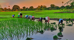 two agricultural machines : આ બે કૃષિ મશીનો ડાંગરની વાવણીનું કામ સરળ બનાવશે, જાણો તેની વિશેષતા અને કિંમત