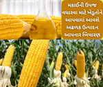 ઈથનોલની જરૂરિયાતને જોતા IIMR શરૂ કર્યો પ્રોજેક્ટ, ખેડૂતોને આપવામાં આવશે મકાઈનું બિયારણ