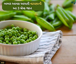 Peas Farming: બમ્પર આવક જોઈએ છે તો કરો વટાણાની આ ત્રણ શ્રેષ્ઠ જાતનું વાવેતર 