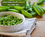 Peas Farming: બમ્પર આવક જોઈએ છે તો કરો વટાણાની આ ત્રણ શ્રેષ્ઠ જાતનું વાવેતર