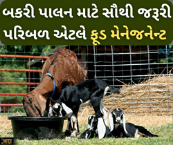 સફળ બકરીપાલન માટે અગત્યનું પરિબળ: આહાર વ્યવસ્થાપન