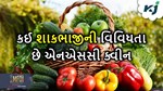 NSC Queen: કઈ શાકભાજીની વિવિધતા છે એનએસસી ક્વીન, જેનો વાવેતર આપે છે મોટો વળતર