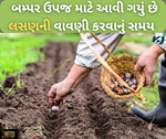 આવી ગયું છે લસણની બમ્પર ઉપજ મેળવવાનું સમય, વાવણી પહેલા જાણી લેજો નિષ્ણાતોની રાય