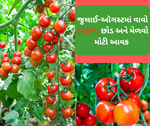 Tomato Farming: જુલાઈ અને ઓગસ્ટમાં વાવો ટામેટાના છોડ, વધુ ઉપજ સાથે મળશે મોટી કમાણી