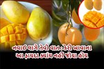 નવાઈની વાત : વજન ઘટાડવામાં મદદરૂપ થાય છે કેરી, જાણો કેરી ખાવાના 7 મોટા ફાયદા