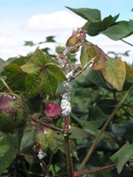 કપાસના પાકમાં આવતી જુદી – જુદી જીવાતોને નિયંત્રણમાં લાવવાની વૈજ્ઞાનિક પદ્ધતિ