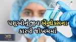 Animal Diseases: આવતા મહિના પશુઓમાં દેખાશે એન્થ્રેક્સ રોગ,રસીકરણ છે સારવાર