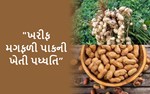 "ખરીફ  મગફળી પાકની ખેતીની પદ્ધતિ"