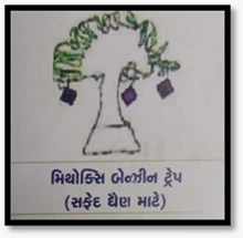 સંકલિત જીવાત વ્યવસ્થાપનમાં મહત્વપૂર્ણ પદ્ધતિ: ફેરોમોન ટ્રેપ