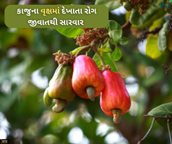કાજુ ના વૃક્ષ માં દેખાતા મુખ્ય રોગો તેમજ તેને નિયંત્રિત કરવાની રીત