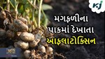 Groundnuts: મગફળીમાં દેખાતા આફલાટોક્સિન છે પાક માટે મોટી સમસ્યા, આવી રીતે મેળવો નિયંત્રણ