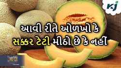 Muskmelon: જો સક્કર ટેટી આવી દેખાય તો સમજી જાઓ કે તે પાકેલી અને મીઠી નથી