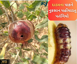 દાડમના ખેડૂતોને આર્થિક રીતે નુકશાન પોહંચાડતુ જીવાત: દાડમનુ પતંગિયુ 