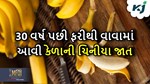 વૈજ્ઞાનિકોએ 30 વર્ષ પછી ફરીથી જીવિત કરી કેળાની ચિનીયા જાત