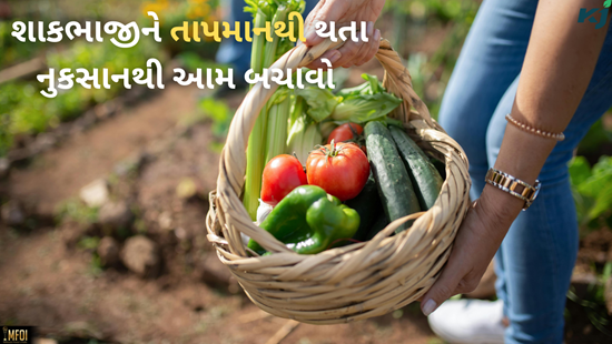 તાપમાનમાં વધારો થી શાકભાજીના પાકને થાય છે નુકસાન, આમ કરો રક્ષણ