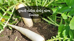 Radish Crops: મૂળાના પાકમાં રોગનું નિવારણ