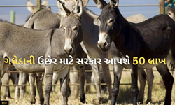 Good News: ગધેડીના દૂધનું છે ઘણું મહત્વ, ઉછેર માટે સરકાર આપી રહી છે 50 લાખ 
