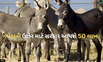 Good News: ગધેડીના દૂધનું છે ઘણું મહત્વ, ઉછેર માટે સરકાર આપી રહી છે 50 લાખ