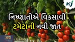 નિષ્ણાતોએ વિકસાવી ટમેટાની નવી જાત, ગુજરાતની આબોહવા વાવેતર માટે સૌથી શ્રેષ્ઠ