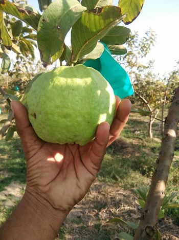 જામફળની ખેતી કરવાની આ રીત અપનાવો અને મેળવો અનેક લાભ