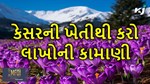 કાશ્મીરી કેસરની પ્રાકૃતિક ખેતી કરી બે મિત્રો થયા લખપતિ