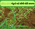 Paddy Weed: શું તમે જાડિયા ડાંગરના વિશેમાં જાણો છો? નથી તો ચાલો અમે તમને જણાવિએ