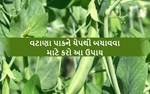વટાણા પાકને ચેપથી બચાવવા માટે કરો આ ઉપાય