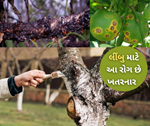 લીંબુમાં દેખાતા રોગ જીવાત તેમજ તેના સંકલિત વ્યવસ્થાપનને લઈને નિષ્ણાતોની રાય