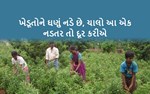 ઝાડનું નડતર આપશે વાડનું મળતર : સેઢે ઉગલા શૂલ બની જશે ફૂલ