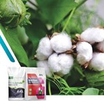 આઈસીએલના વિશેષ ખાતરોનો ઉપોયોગ કરીને મેળવો કપાસની શ્રેષ્ઠ ઉપજ