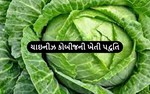 કમાણી કરવી છે બમણી તો કરો ચાઈનીજ કોબીની ખેતી