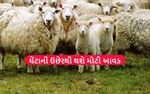 ઘેંટાના ઉછેરથી થાશે મોટી આવક, જાણો ઘેંટાના જુદા-જુદા જાતિઓં વિષય